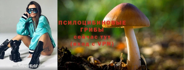 a pvp Новозыбков